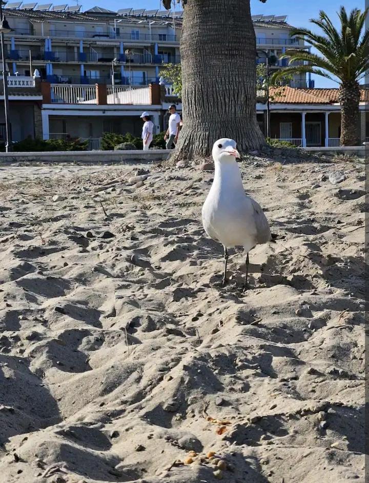 Habitacion En Piso Compartido Cerca De Playa Leilighet Xilxes  Eksteriør bilde